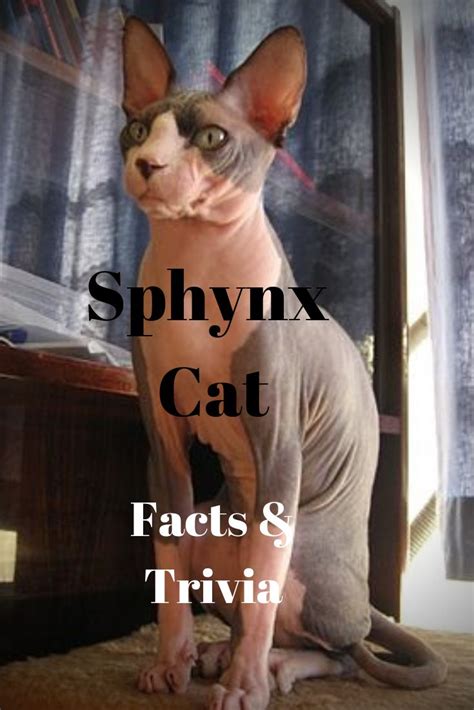 The Sphynx Cat Is Hairless With Large Ears And An Even Bigger
