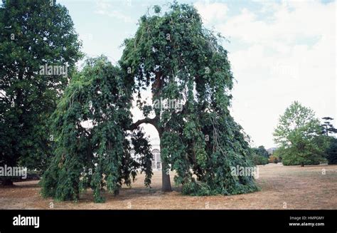 Weeping Ash Tree Hi Res Stock Photography And Images Alamy