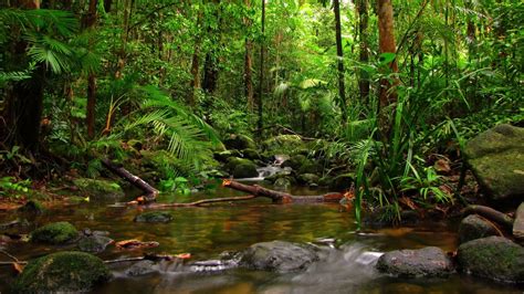 Top 10 Most Beautiful Tropical Rainforests Youtube