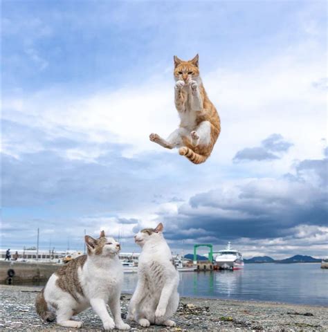 Psbattle This Cat Jumping Rphotoshopbattles