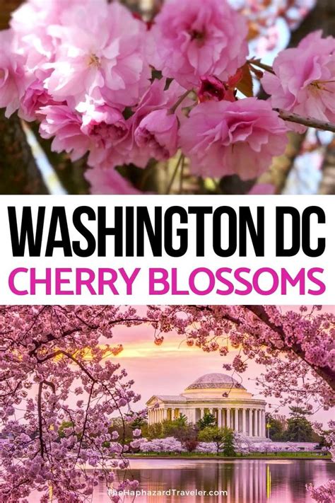 Where To See Cherry Blossoms In Dc Map And Insiders Guide Video
