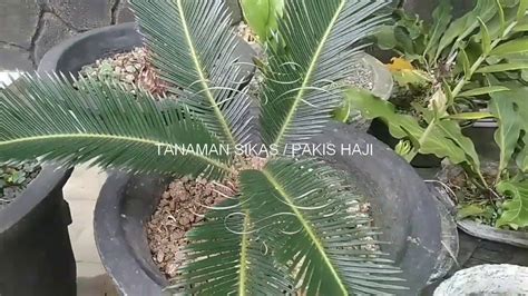 PENJELASAN TENTANG KHAS TANAMAN SIKAS / PAKIS HAJI - YouTube