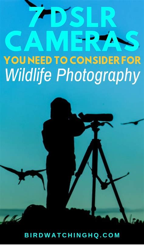 The 7 Best Cameras For Wildlife Photography 2020 Bird Watching Hq