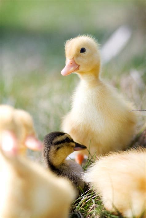 Spring Ducklings Ii Amy Flickr