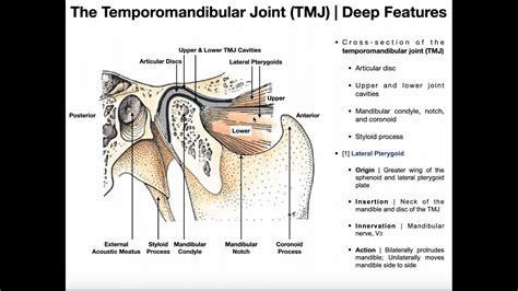 Structure And Function Of The Temporomandibular Joint Tmj Youtube