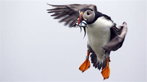 On A Rocky Maine Island Puffins Are Making A Tenuous Comeback Npr