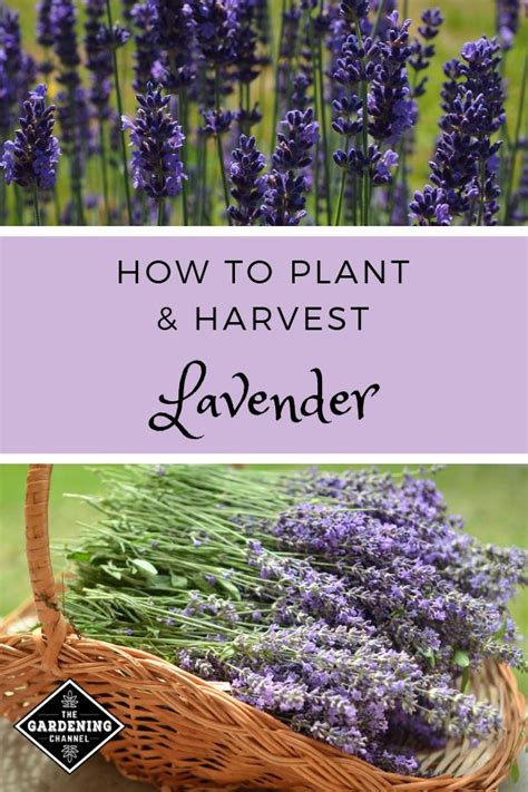 A Complete Guide To Planting Growing And Harvesting Lavender At Home