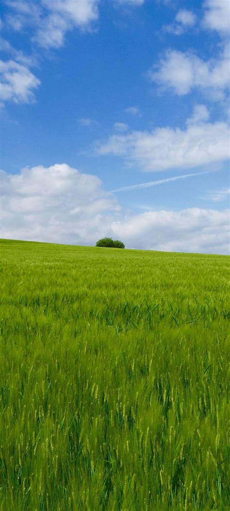 Green Fields Wallpaper Chill Out Wallpapers