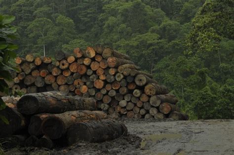 Why Are Rainforests Being Destroyed Rainforest Concern