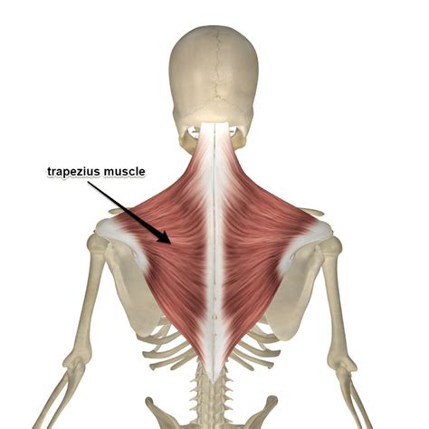 The Trapezius Muscle Its Attachments And Actions Yoganatomy