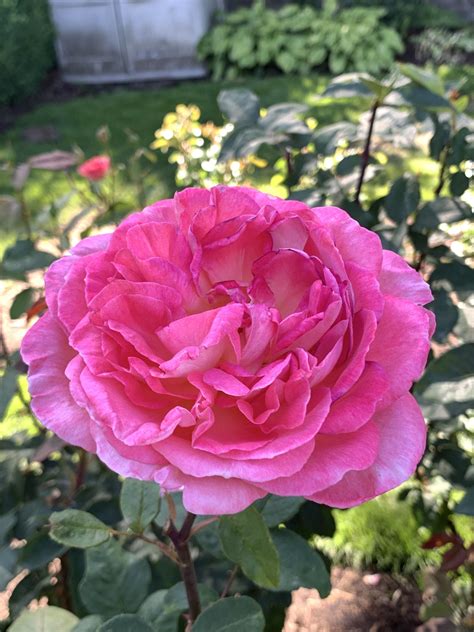 Back in 1888, georgiana burton pittock, wife of pioneer publisher henry pittock, invited her friends and neighbors to exhibit their roses in a tent set up in her. Oregon state. Roses. Rose garden in Portland, Oregon (With ...