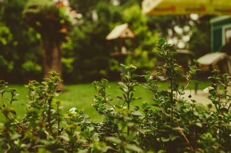 6 Things Youll Need To Take Better Care Of Your Plants Working Mom