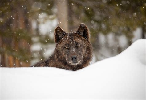 Yellowstone Wolf Watching In Wonderland