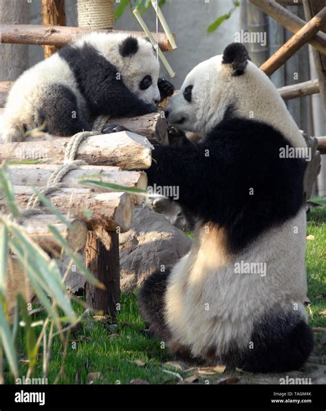 Panda Mother And Cub At Chengdu Panda Reserve Chengdu Research Base Of