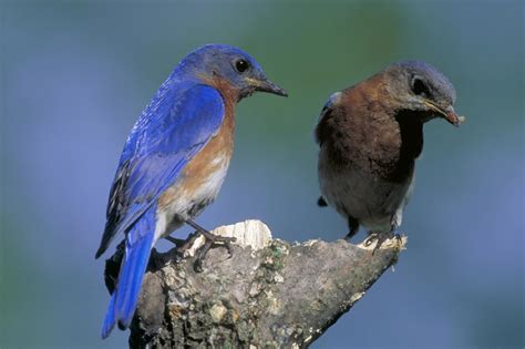 Welcome Bluebirds To Your Yard Hgtv