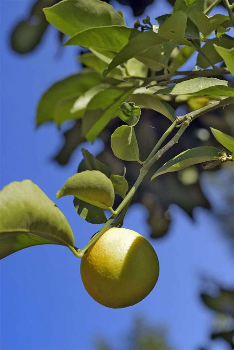 A Guide To Sweet Limes Martha Stewart