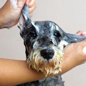 Be sure to schedule an appointment on one of these top pet groomers near you before your pet's next instagram shoot. Pet Grooming Near Me | Services | Pet Castle Resort