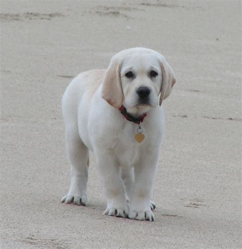 White lab puppies can be due to two reason, one they are albino and second, they are from yellow parents which causes the light cream to white color in them. USA Puppy Pictures