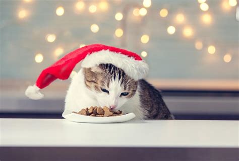 Recetas De Navidad Para Gatos 4 Ideas Irresistibles