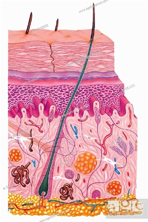 Skin Illustration Epidermis Dermis And Hypodermis Also Known As The