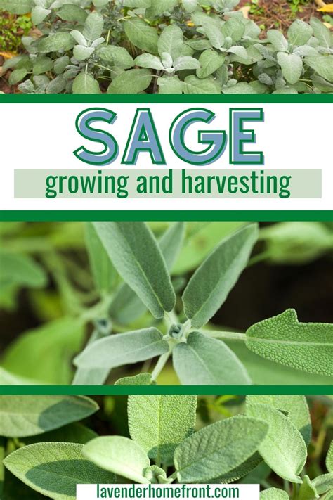 Growing And Harvesting Sage Harvest Sage Harvesting Sage Harvesting