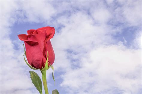 Single Red Rose Against Blue Cloudy Sky Photograph By Chic Gallery
