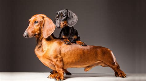 Standard Vs Miniature Dachshund Whats The Difference