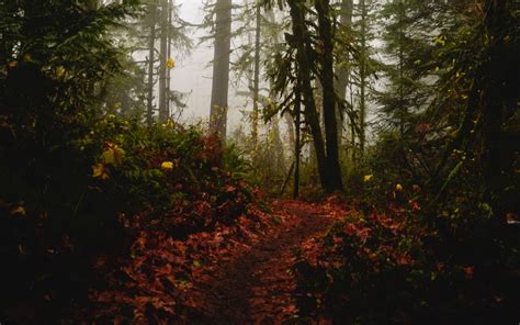 Download Wallpaper 3840x2400 Forest Path Fog Trees Autumn 4k Ultra