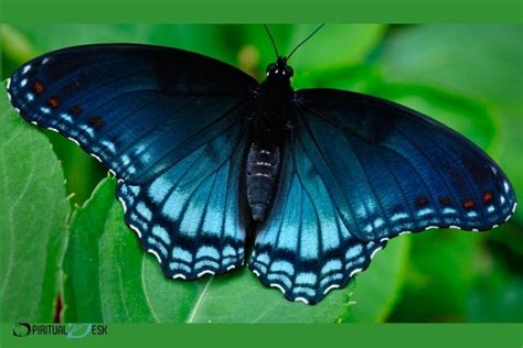 Blue Monarch Butterfly Spiritual Meaning Creativity