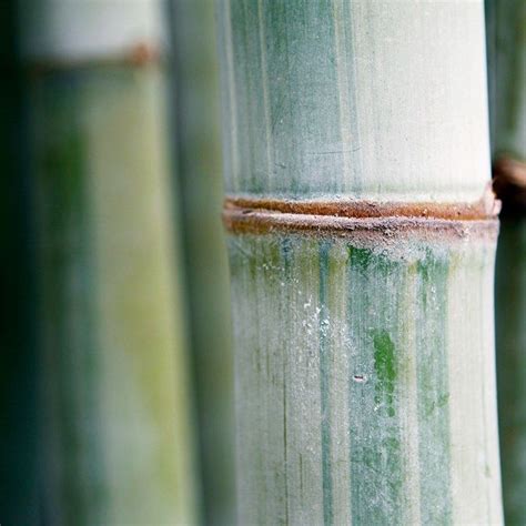 We ship high quality bamboo plants nationwide. The best of clumping bamboo in 2020 | Clumping bamboo ...