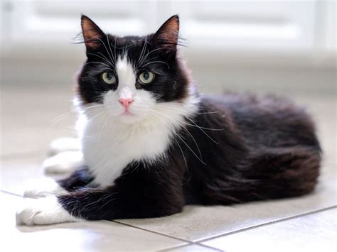 6 Paw Inspiring Facts About The Tuxedo Cat Tuxedo Cat Pets Cats Cats