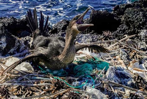 Plástico Amenaza Con Acabar Isla Galápagos Rcn Radio