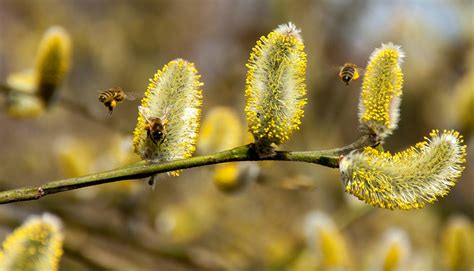 Honey Bee Spring Nature Bees Insect Pussy Willow 20 Inch By 30 Inch