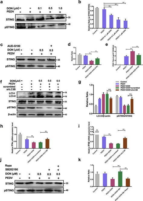 Activation Of Autophagy By Don Suppressed The Antiviral Innate Immune