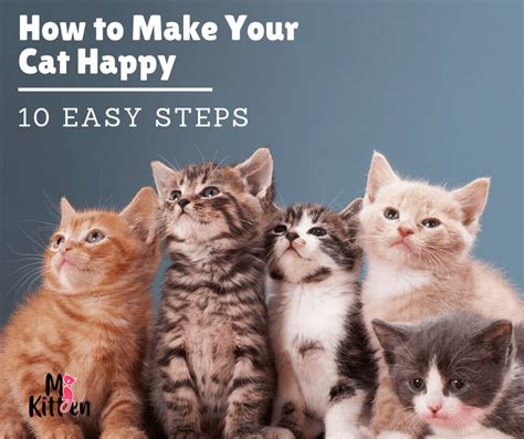 How To Make Your Cat Happy 10 Easy Steps Mykitten