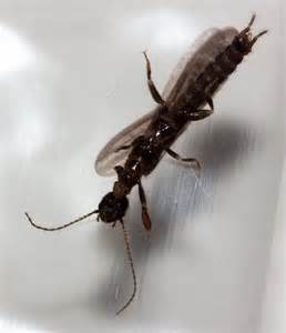 Is This A Termite We Live In Phoenix Arizona Bugguidenet