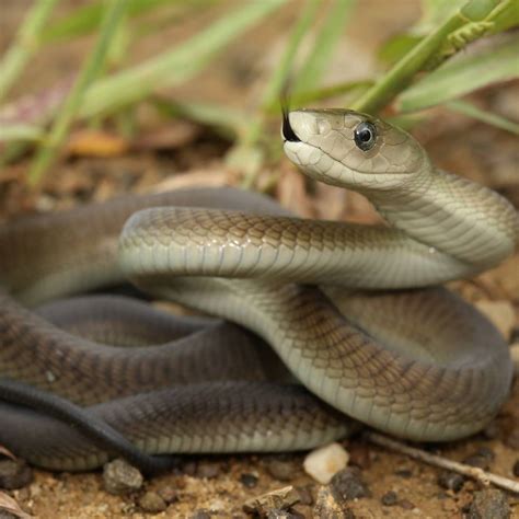 Snake On Shore Black Mamba Discovered At Durban Beach Hot Sex Picture