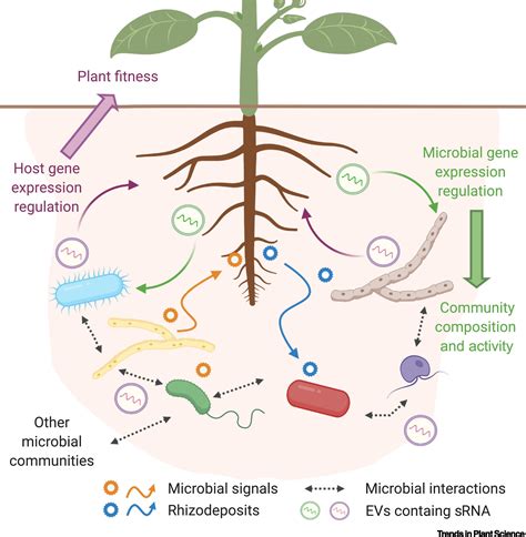 Rhizospheric Plantmicrobe Interactions Mirnas As A Key Mediator