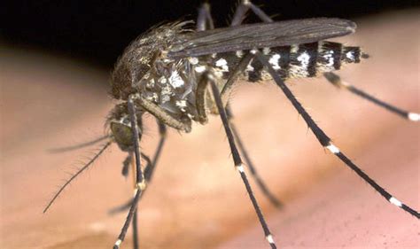 Three Britons Infected With Zika Virus Linked To Brain Deformities In