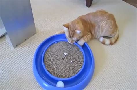 Worlds Best Cat Toy