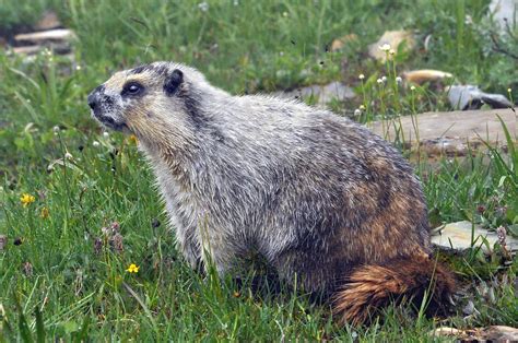 Hoary Marmot (Marmota caligata) DSC_0211 | Hoary Marmot ...