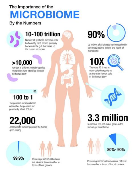 Microbiome Infographic X McIsaac Health Systems Inc