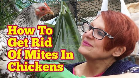 How To Get Rid Of Mites In Chickens The Movie Youtube