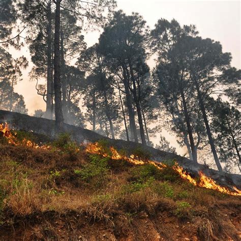 Uttarakhand Forest Fire In Pics Uttarakhand Photos
