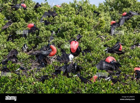 Birds In The Green Vegetation Of The National Park Of The Frigate Bird