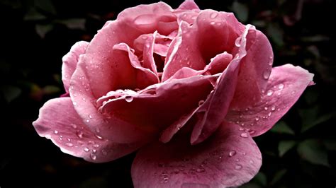 Download Wallpaper X Rose Flower Dissolved Pink Close Up Drop Full Hd Hdtv Fhd