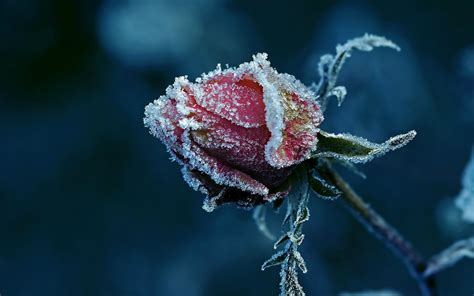 Widescreen Rose Pink Winter Rose 10404