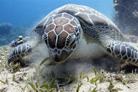 Green Sea Turtle Facts Critterfacts