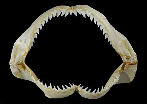 How Many Teeth Do Sharks Have And Other Sharks Teeth Facts Discovery Uk
