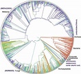 Científicos publican el Árbol de la Vida más completo con 2,3 millones ...
